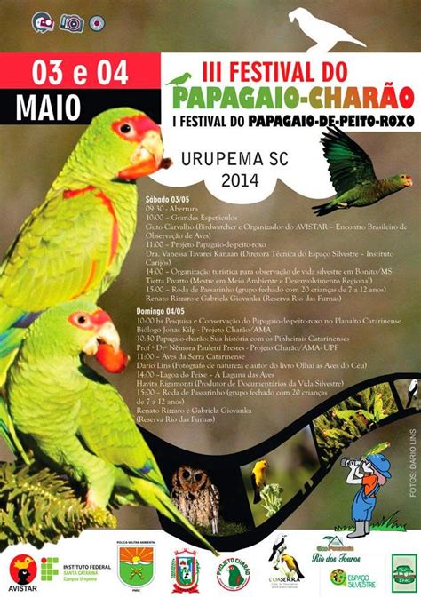 festival papagaio